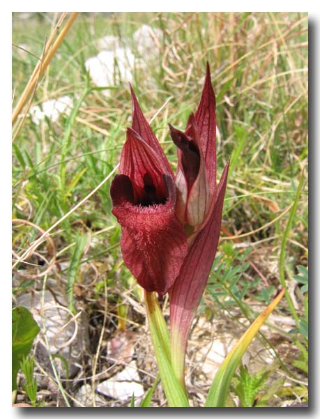 Serapias orientalis subsp. apulica, Serapias parviflora